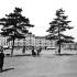 Stare sosny na placu Piłsudskiego. Nie pasowały do żadnej  koncepcji przestrzennej, ale były prawdziwe. Ich wycięcie wywołało liczne protesty  
