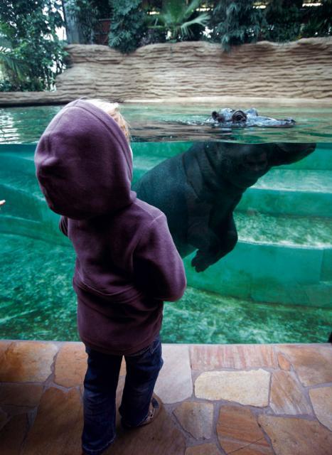 Nowo otwarta hipopotamiarnia przyciąga do zoo tłumy. Za bilet normalny trzeba zapłacić  16 zł. Przy transakcji  kartą dodatkowo prawie 2 proc. tej kwoty  