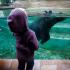 Nowo otwarta hipopotamiarnia przyciąga do zoo tłumy. Za bilet normalny trzeba zapłacić  16 zł. Przy transakcji  kartą dodatkowo prawie 2 proc. tej kwoty  