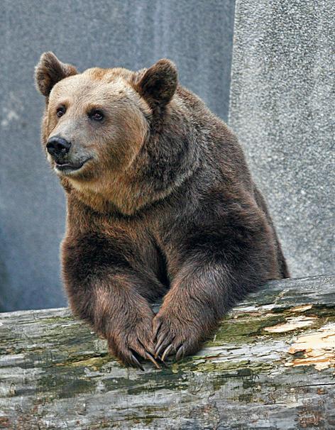 Niedźwiedzie, które teraz chowają się  w krzakach  i leczą żołądek, będą na wybiegu do połowy października  