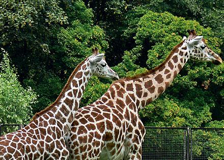 Żyrafy ze stołecznego zoo zamieszkają w nowym, ogrzewanym pawilonie 