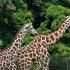 Żyrafy ze stołecznego zoo zamieszkają w nowym, ogrzewanym pawilonie 