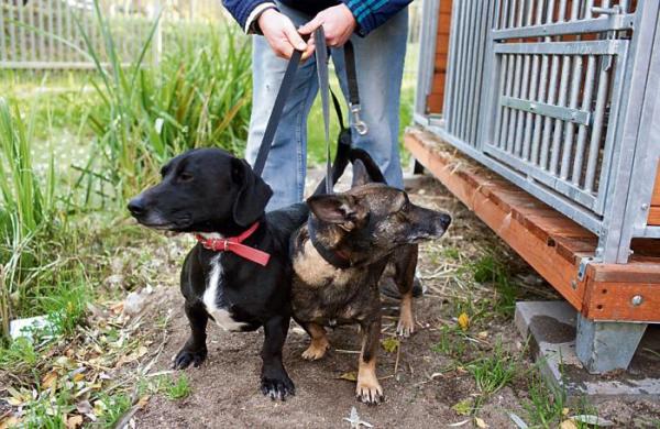 Najlepszą pomocą dla porzuconych psów jest ich adopcja – przekonują wolontariusze z Palucha  
