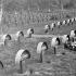 Tak wyglądały groby żołnierzy niemieckich i austro-węgierskich  z I wojny  światowej  na Cmentarzu Powązkowskim w latach 30. zeszłego wieku. Po II wojnie światowej zniknęły.