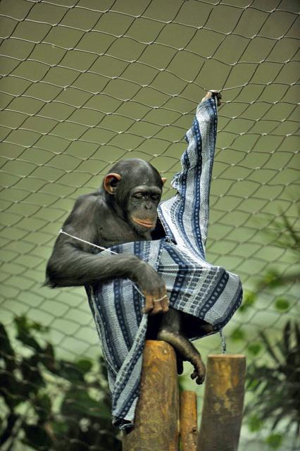 Szympansy lubią się stroić – trzeba im tylko dostarczyć koszule