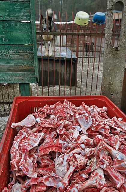 W Celestynowie psy nie głodują  – dostają  codziennie 750 kg posiłku, złożonego  z mięsa,  karmy, ryżu  i makaronu