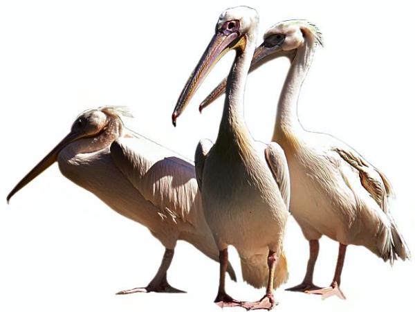 *Stado  pelikanów 