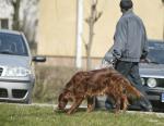 Warszawa nawiąże współpracę z Brukselą w zakresie "zwalczania" psich odchodów zalewających ulice