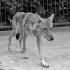 Wilki widywano na peryferiach Warszawy, ale w latach 40. były tak rzadkie,  że pokazywano je w zoo
