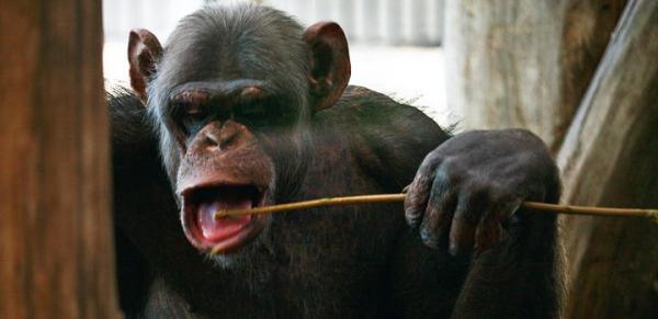 Po całej  serii zaaplikowanego szczypania szympansy mają przyzwyczaić się do zastrzyków gdy zachorują. Lecz samice nie chcą być nawet dotykane, a co dopiero szczypane. Samce i owszem 