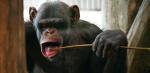 Po całej  serii zaaplikowanego szczypania szympansy mają przyzwyczaić się do zastrzyków gdy zachorują. Lecz samice nie chcą być nawet dotykane, a co dopiero szczypane. Samce i owszem 