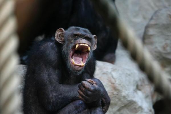 Warszawskie szympansy ani myślą dostosowywać się do woli opiekunów