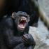 Warszawskie szympansy ani myślą dostosowywać się do woli opiekunów