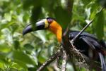 W Ptasim Azylu pomoc otrzyma 2,5 tys. gatunków ptaków