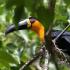 W Ptasim Azylu pomoc otrzyma 2,5 tys. gatunków ptaków