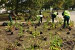 W Ogrodzie Saskim przybyło 340 krzewów 