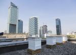 Pszczoły zamieszkały nawet na dachu Pałacu Kultury i Nauki. Fot. Andrzej Hulimka