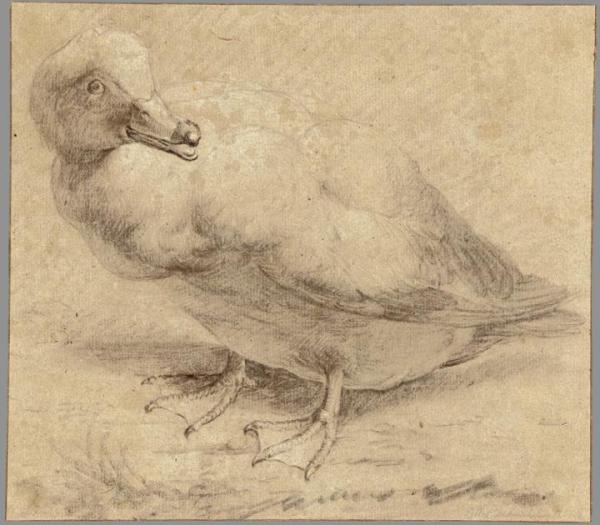 „Kaczka”, artysta holenderski, ok. 1650 r.