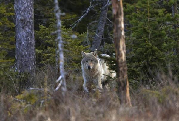 Kampinoski Park Narodowy jest w stanie pomieścić jedną watahę wilków (maksymalnie 20 osobników) 