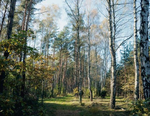 Puszcza Kampinoska to jedyny tak duży kompleks leśny w Europie położony tuż przy stolicy.  
